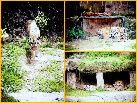 Zoo Melaka1